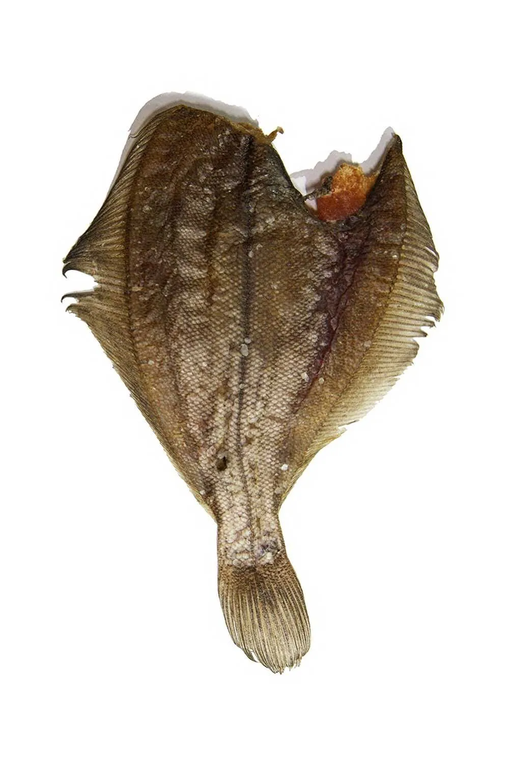 Ерш-камбала вял (Мурманск)