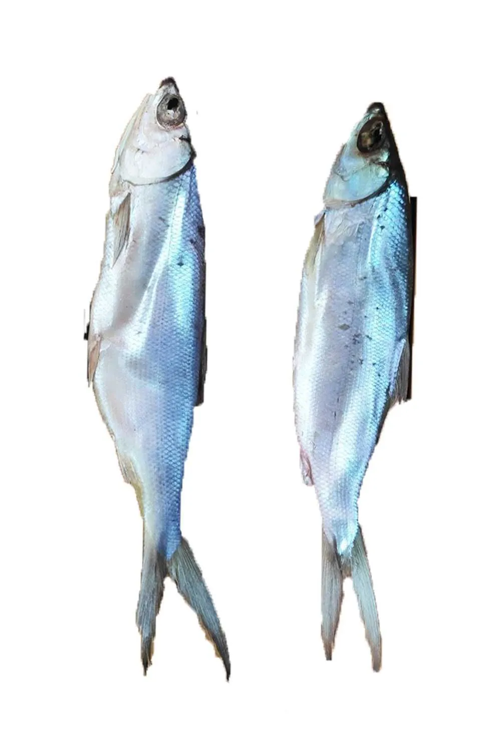 Молочный Сиг вяленый